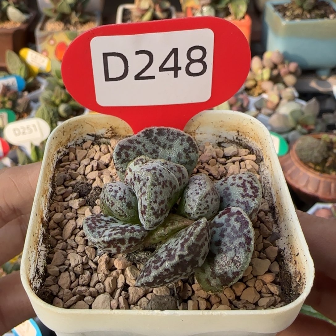 马蛋杂交后代。 248。   