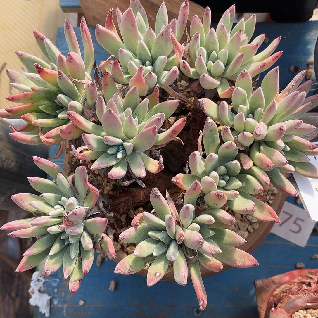 法豆老桩多头0625