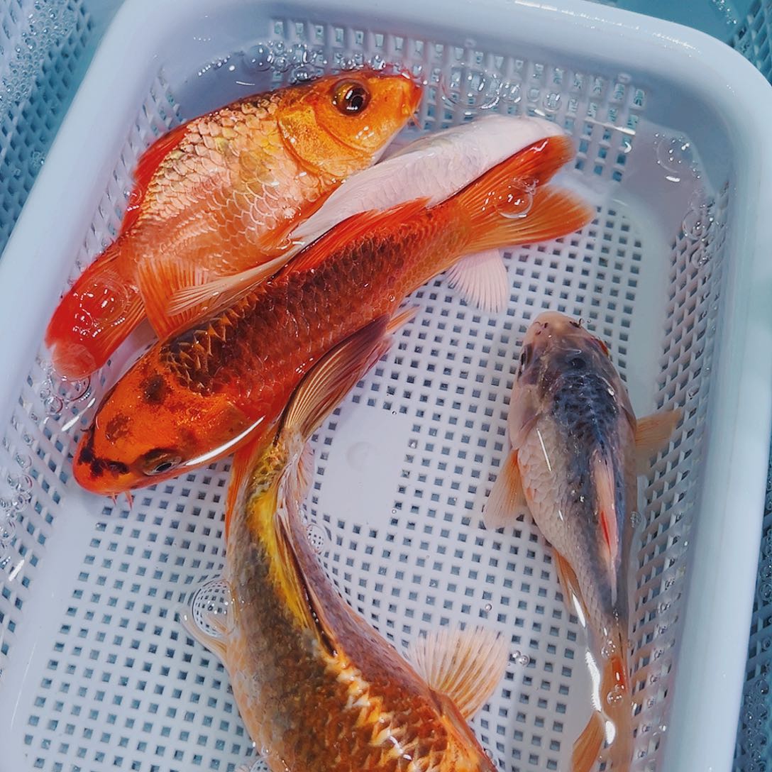 锦鲤锦鲤冷水观赏142