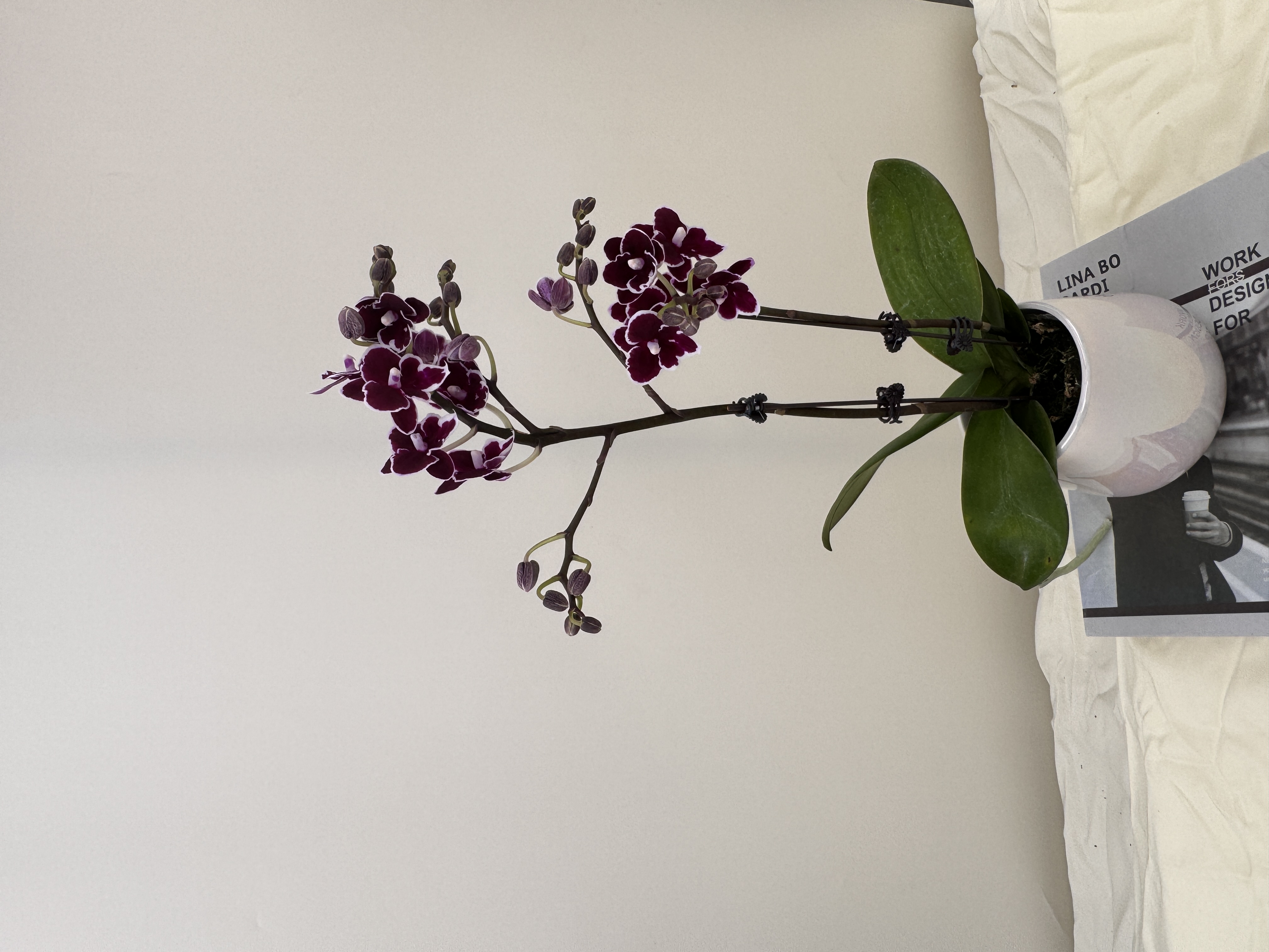 蝴蝶兰【年年有余】鲜花盆栽室内观赏花花佛山基地直发好养易活