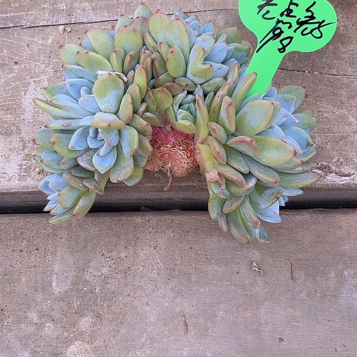 差**了一物一拍星影缀化