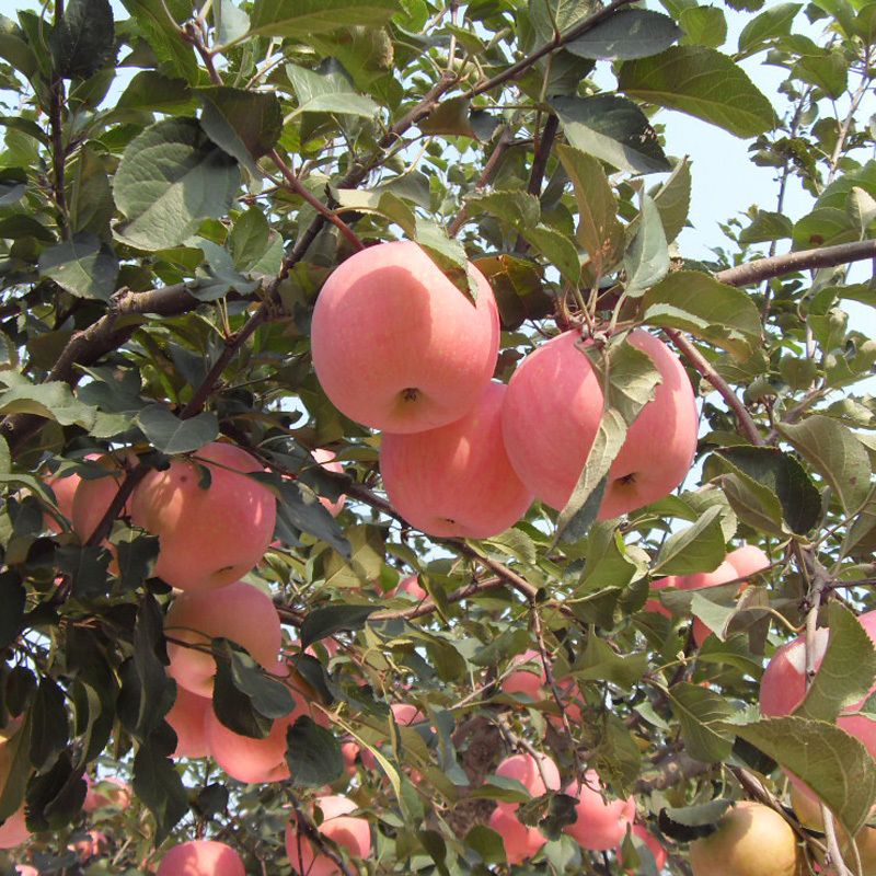 嫁接苹果苗盆栽地栽苹果树苗红富士红肉红星南北方种植当年结果