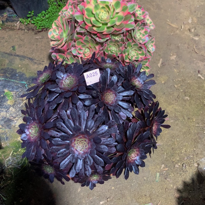 无花朵黑铜壶025026000000