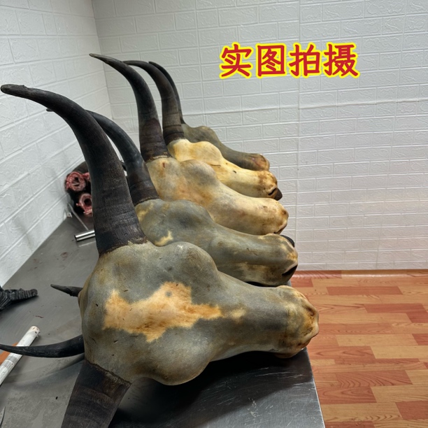 【整个带骨】火烧牦牛头，带牛舌，新鲜（牛角锯了后一起发货）顺丰包邮