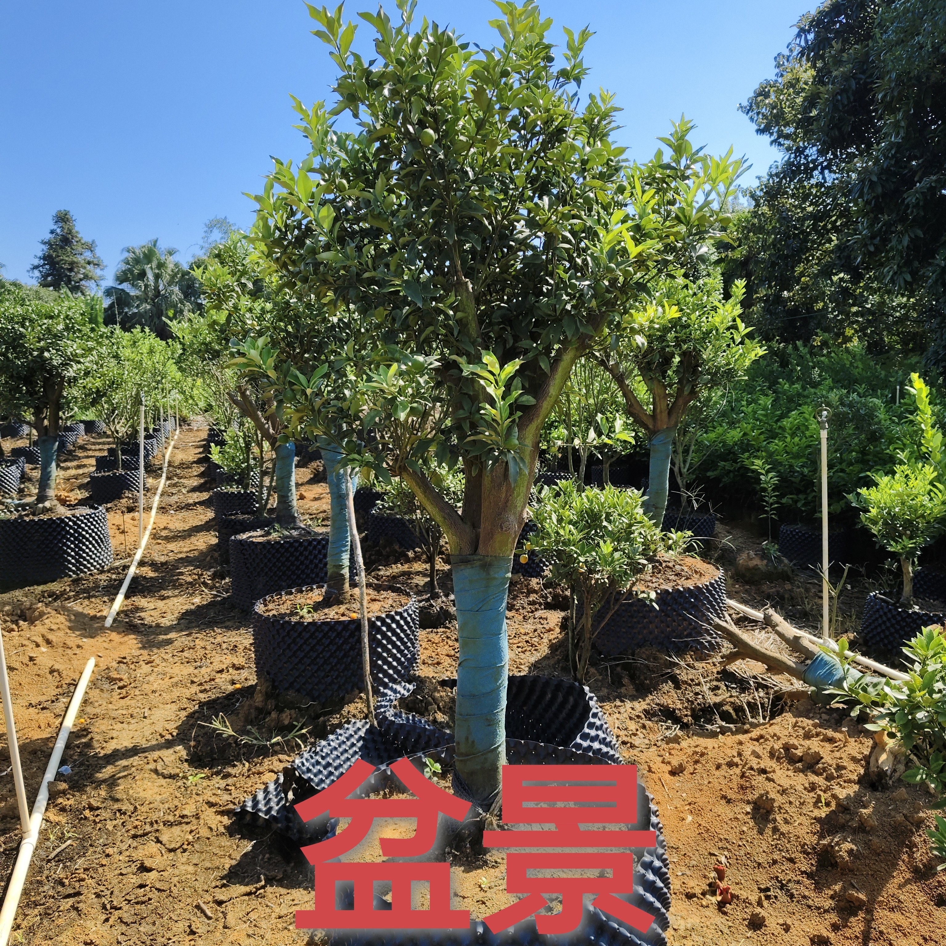 盆景绿植金桔老桩/(四季金桔)南方北方庭院花园种植绿化一物一拍