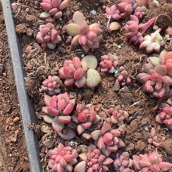 50盆迷雾泡好美人特价一物一拍