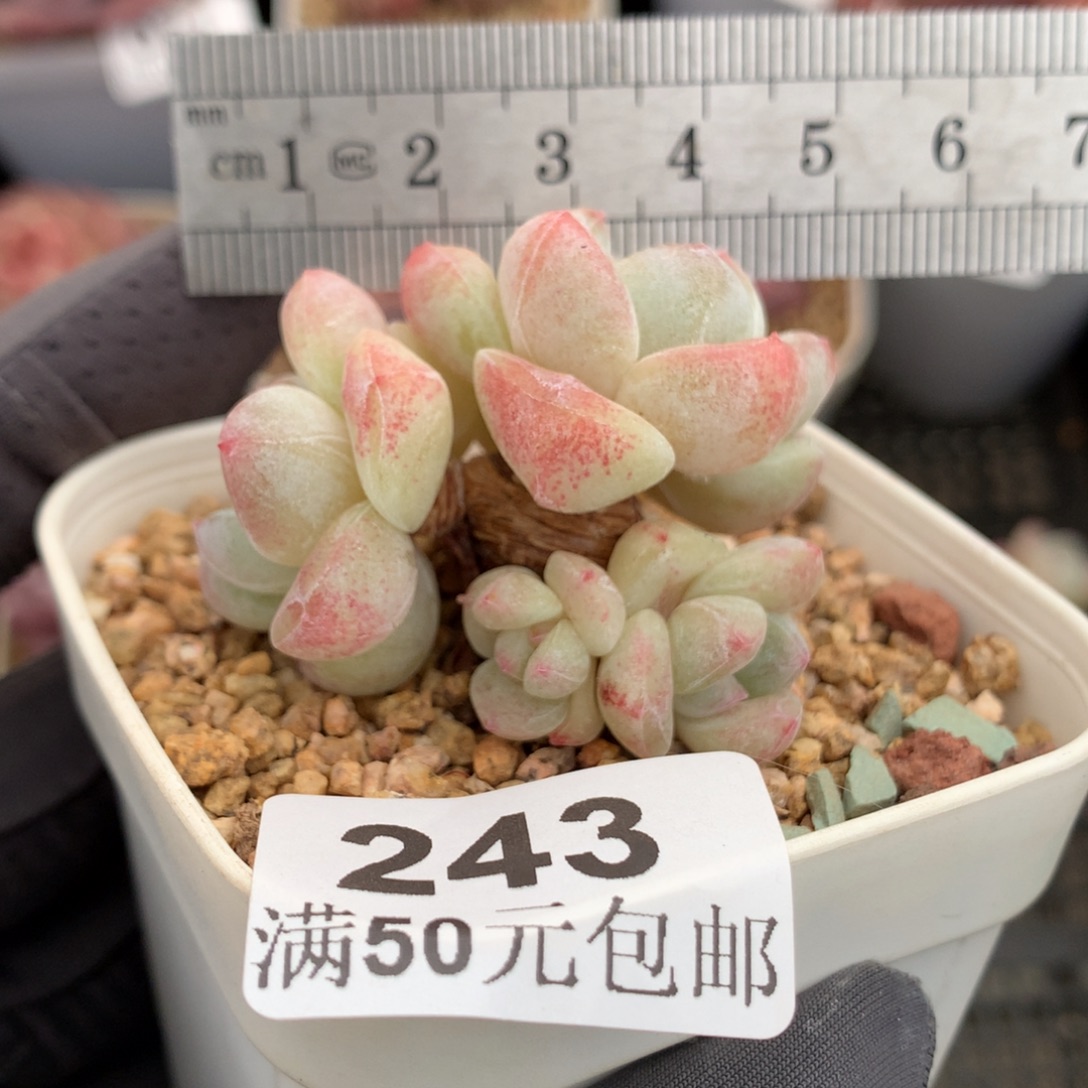 243。萝卜腿粗桩冰玉四头。