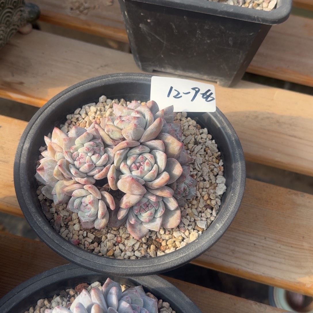 12-9-66静好多肉园艺