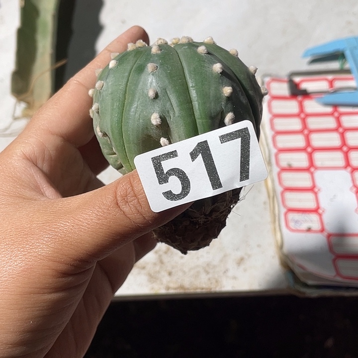 517号草球嫁接海星指纹都一颗