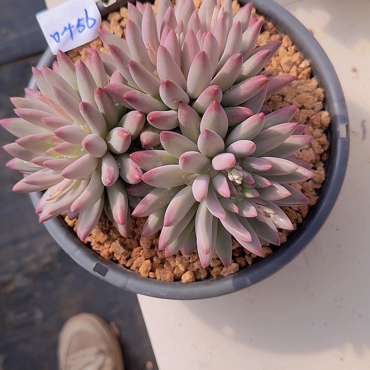 0456流沙虞多肉植物