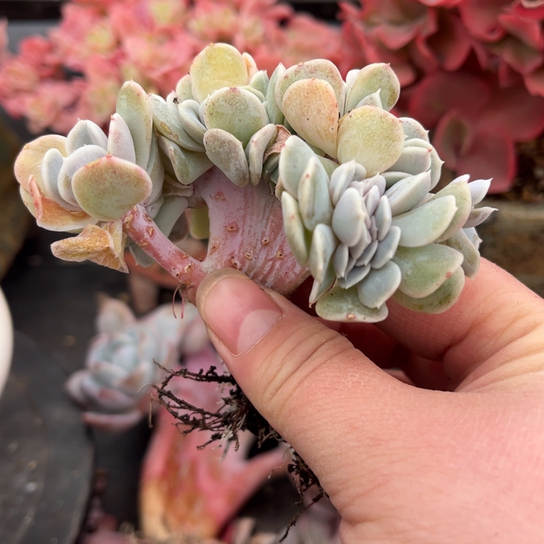 角***o汉堡朵朵缀自然群