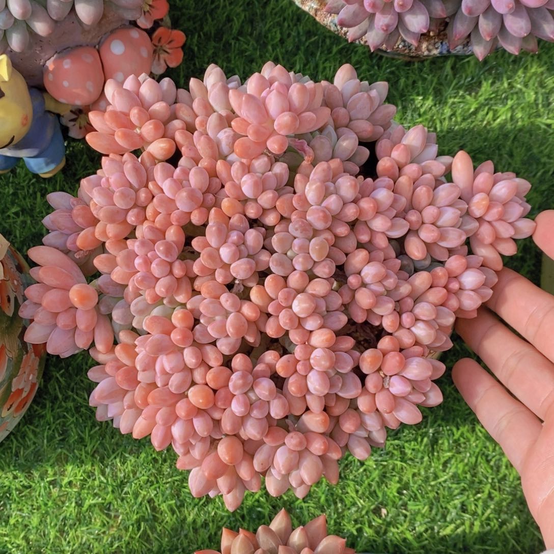 星黛露 一物一拍 