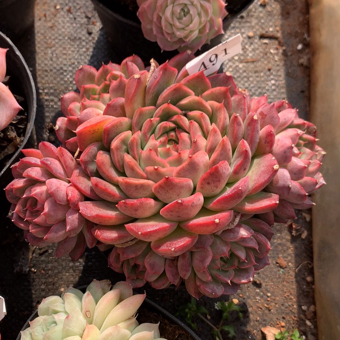 491新年快乐发发发