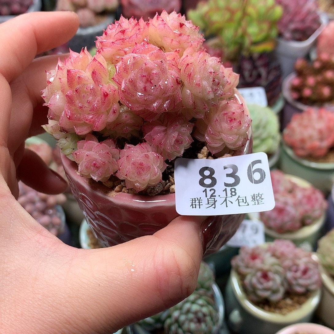 精控拇指盆12.18836