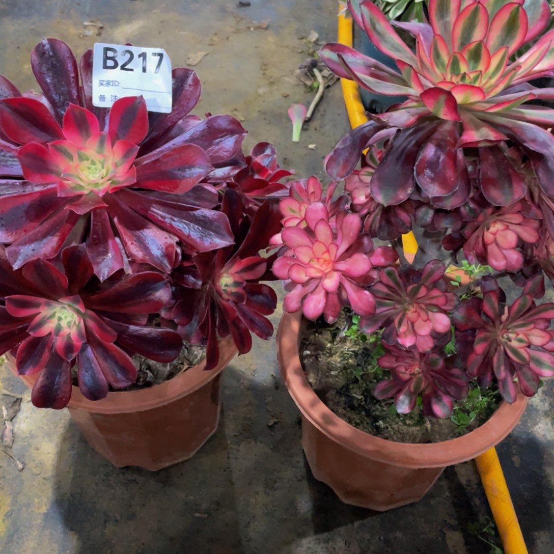 217两颗11111多肉