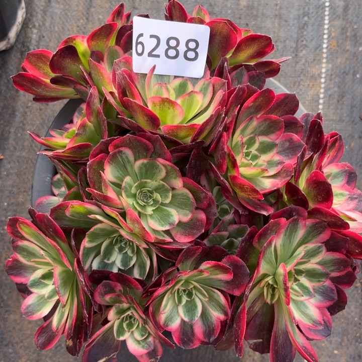 新品赤子心特价多肉