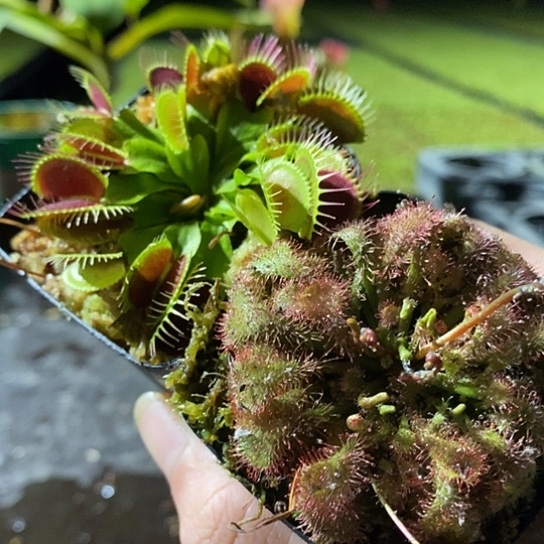 完全开放g14 勺叶