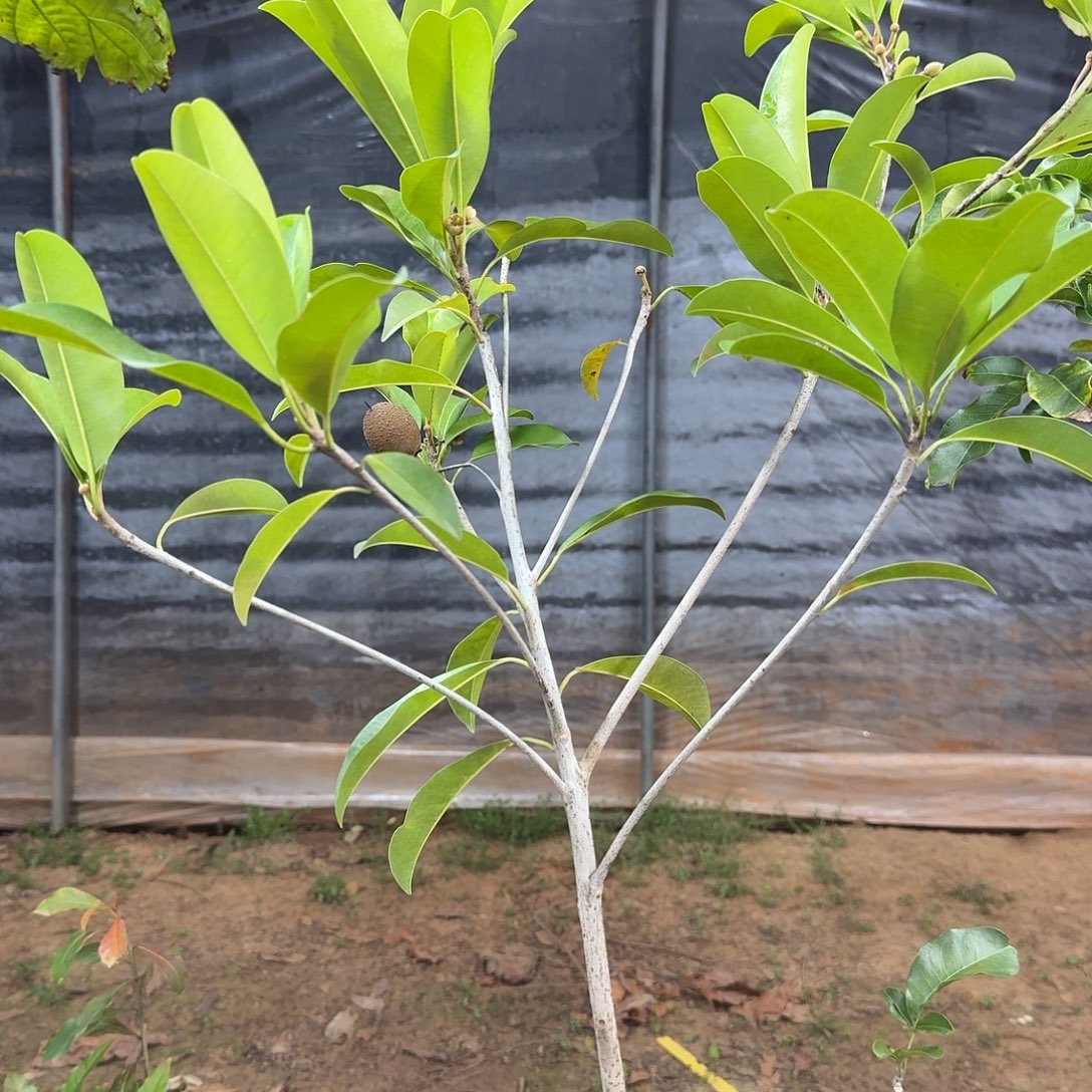 ****哥当前无花栽培后可以开花