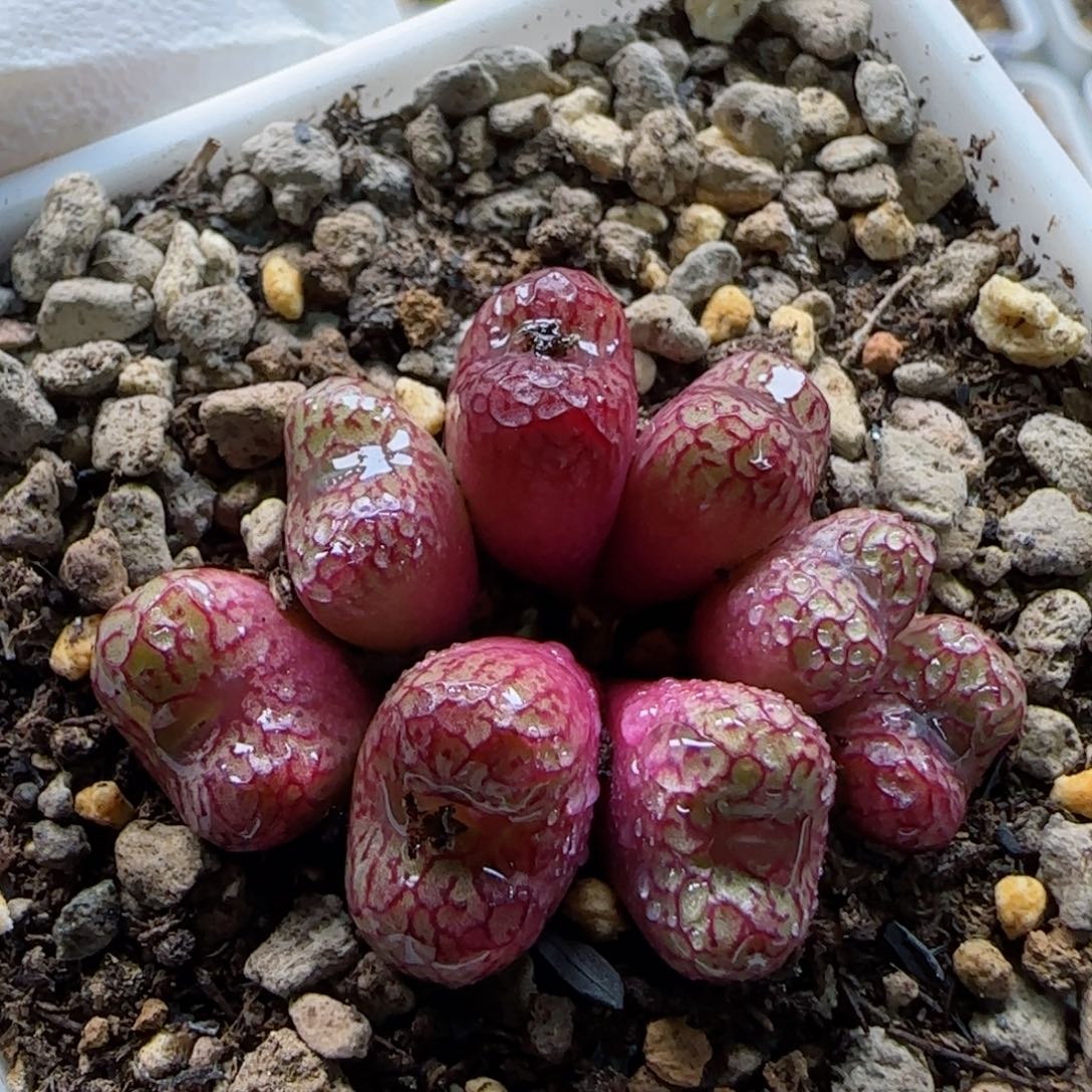 2-9-1-6当天满58包邮整部387a脱土