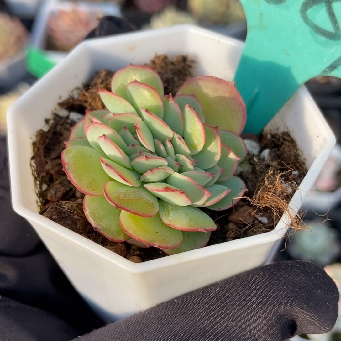 1881牡丹亭缀多肉植物保护