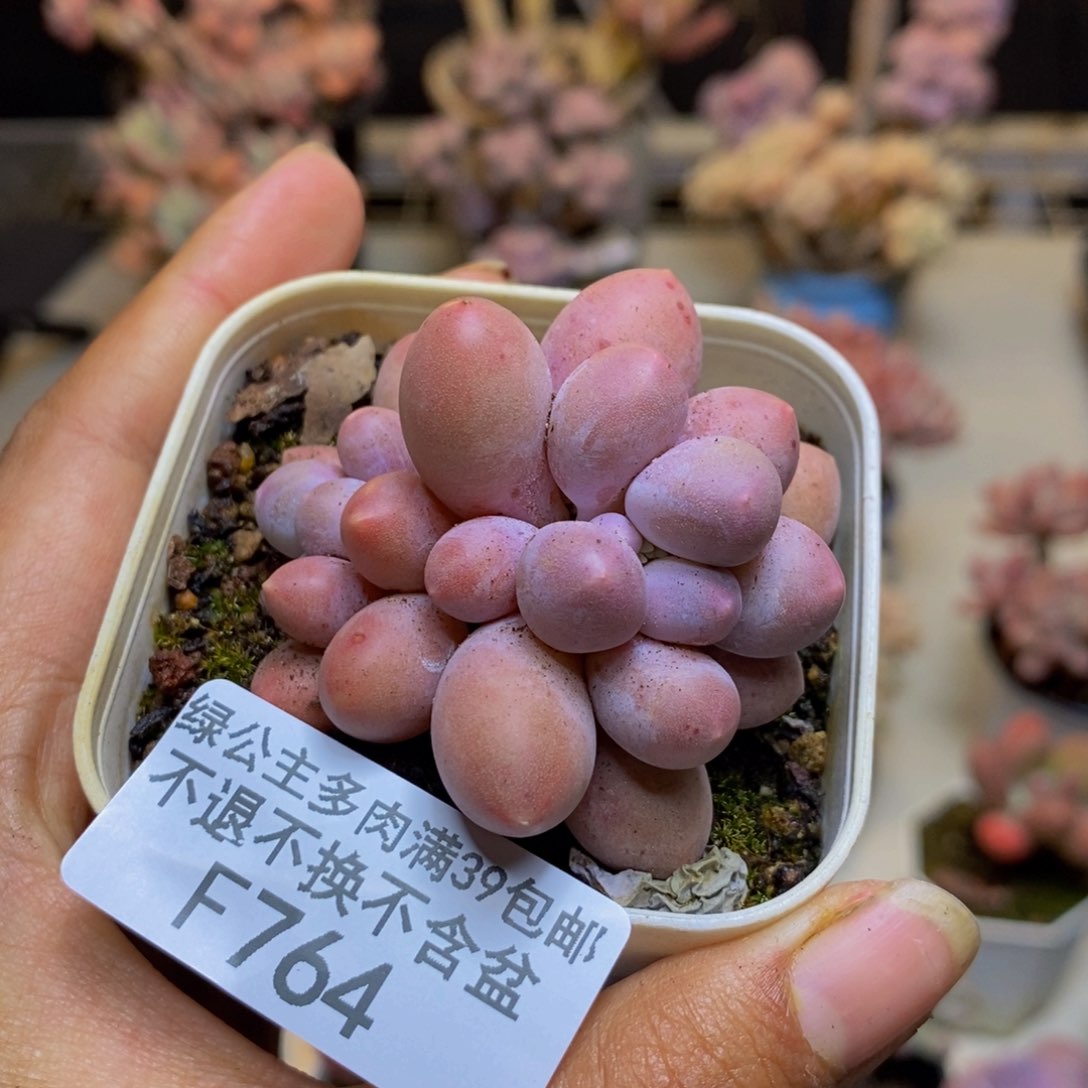 764香水手指奶多肉5c m