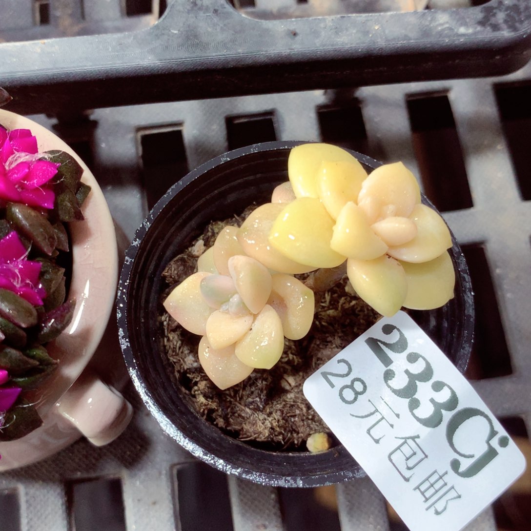 5厘米盆精控多肉233