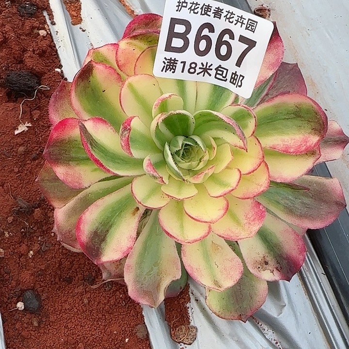 多肉法师粉体海王