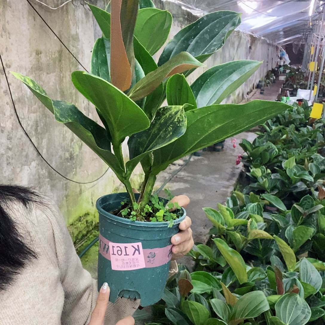 无花朵不****行宝莲灯161