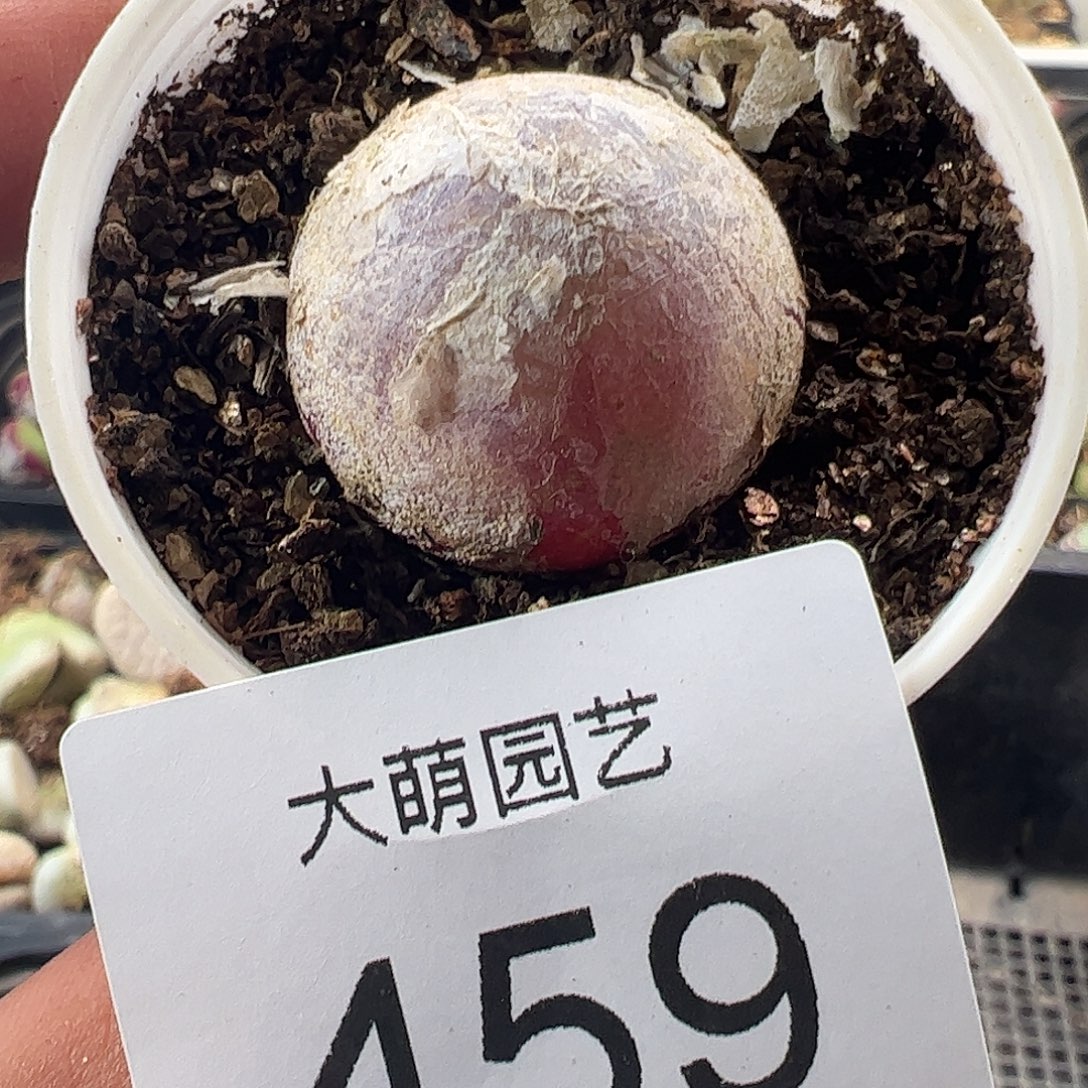 一物一拍。       459