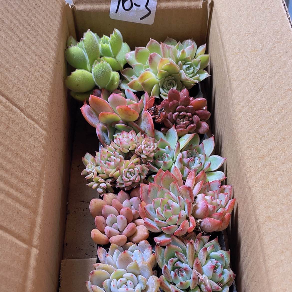 【闪购商品】10颗-3