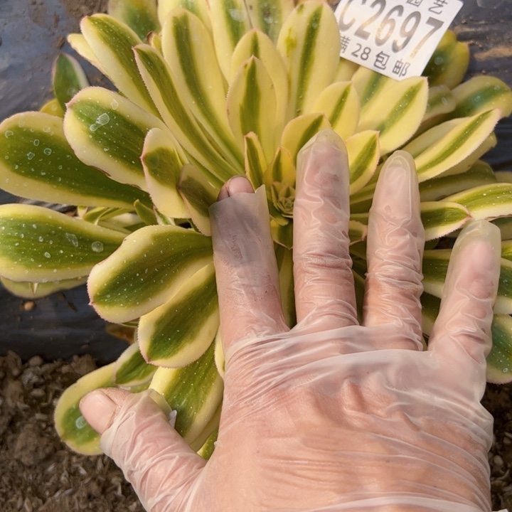 2697白兰地多肉植物法师