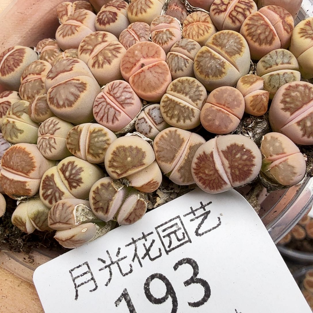 好喜欢看肖蘸唱歌跳舞打野193不
