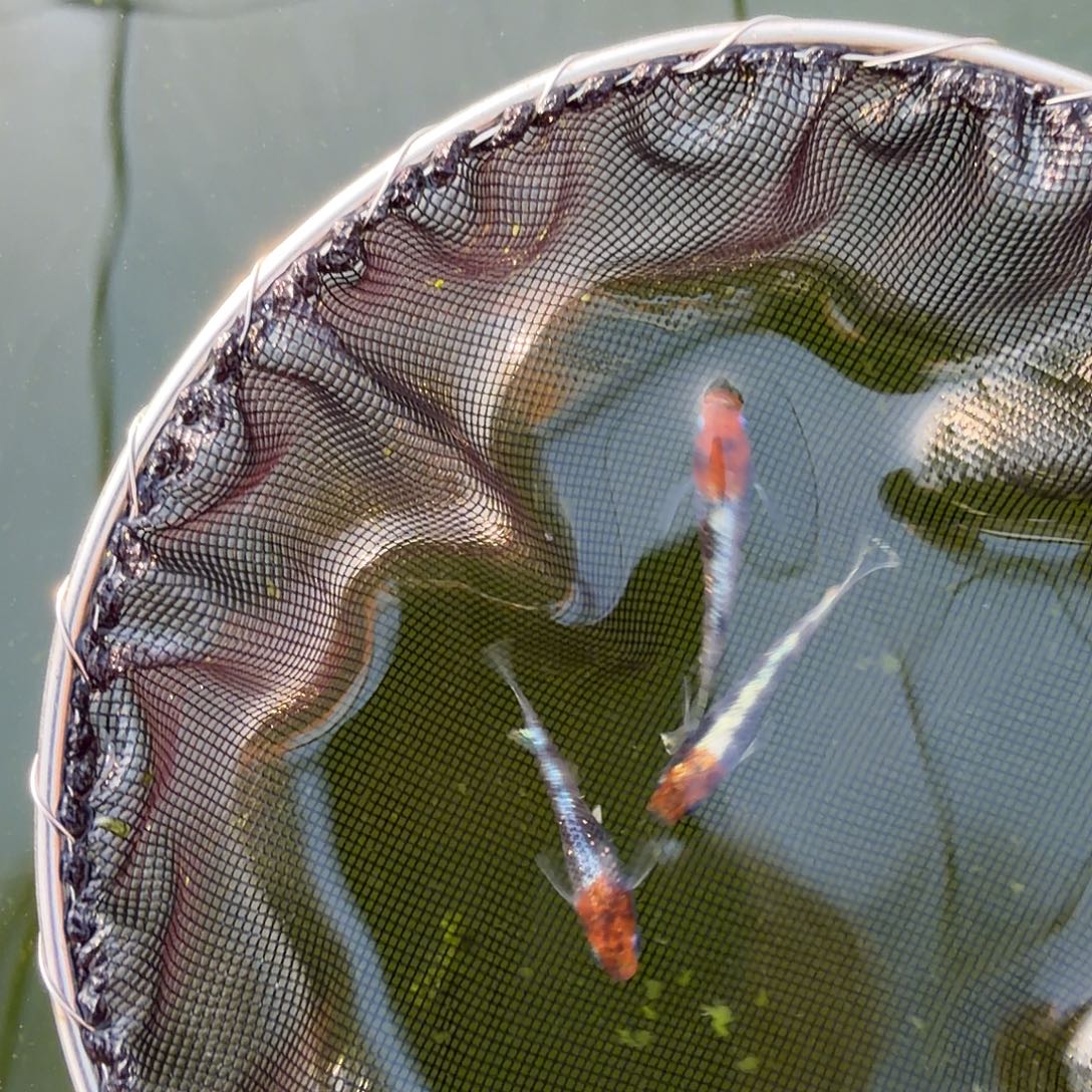 青鳉鱼编号 30 极上天照三色 3 条