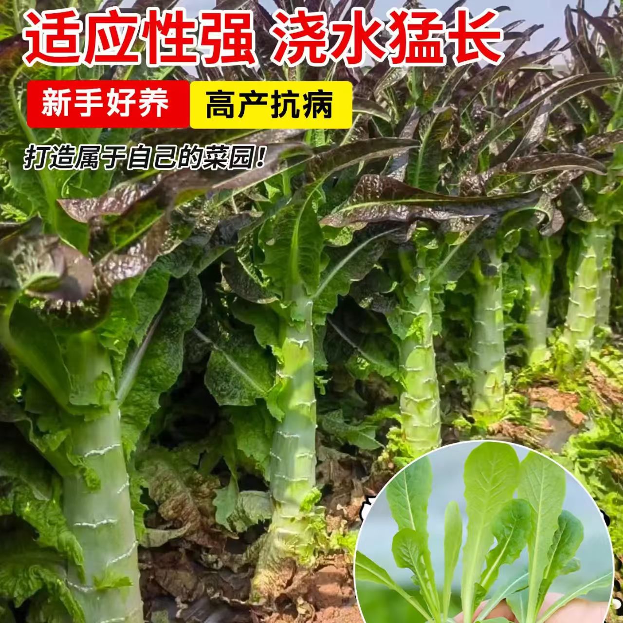 红莴笋苗耐寒莴苣秋冬红皮青皮可种家庭阳台蔬菜苗