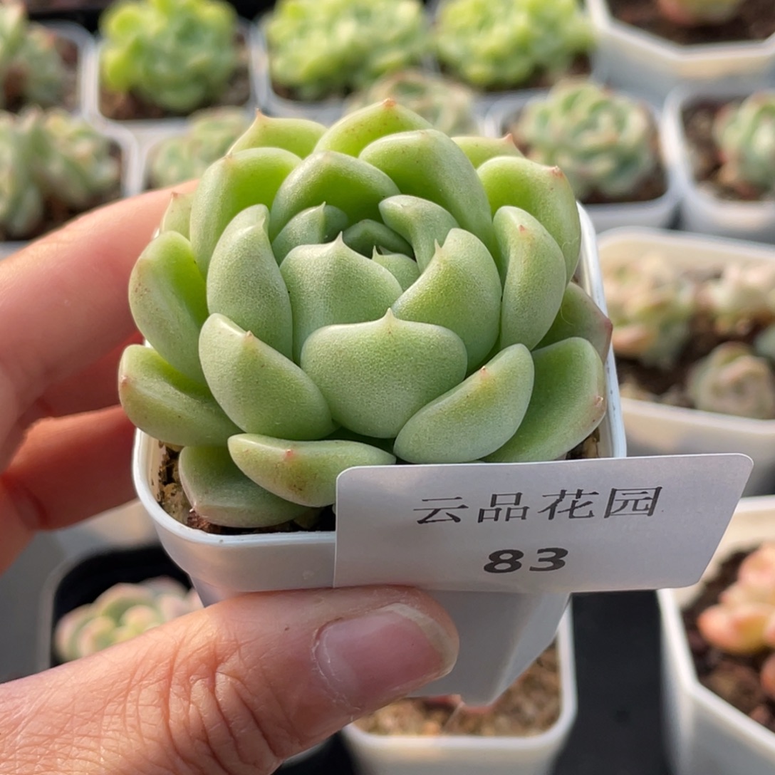 83号糖心冰心珍妮 涳濛珍妮