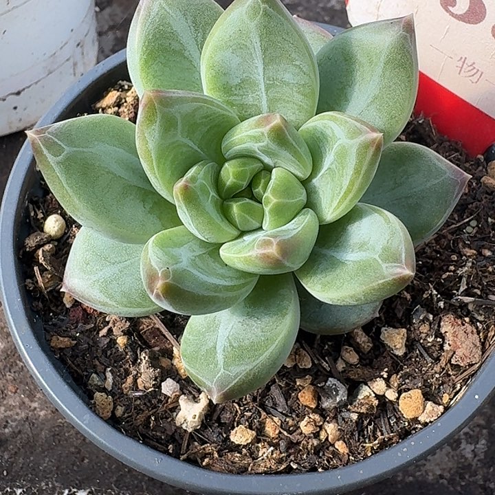 美人556多肉植物