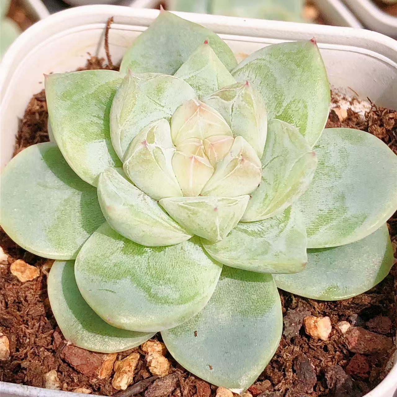 多肉植物   单头白泽一颗（尺寸5左右）满28包邮除偏远