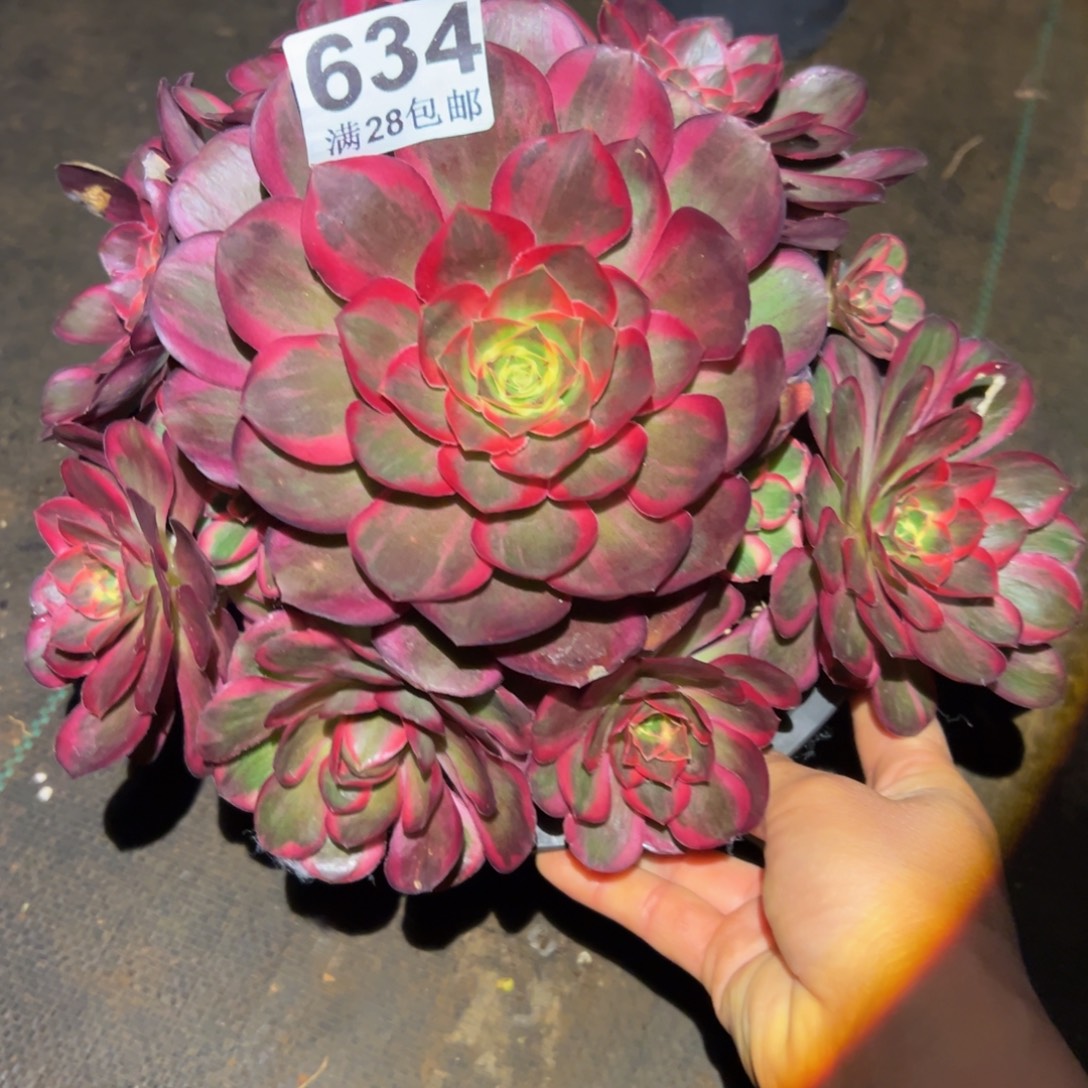 多肉植物634纳福的