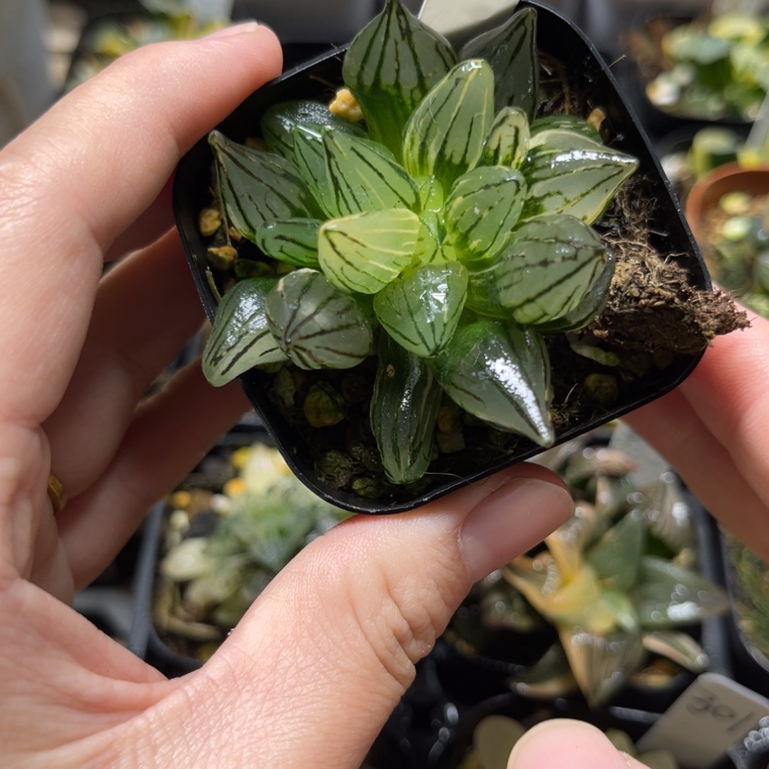 293西瓜寿锦一物一拍