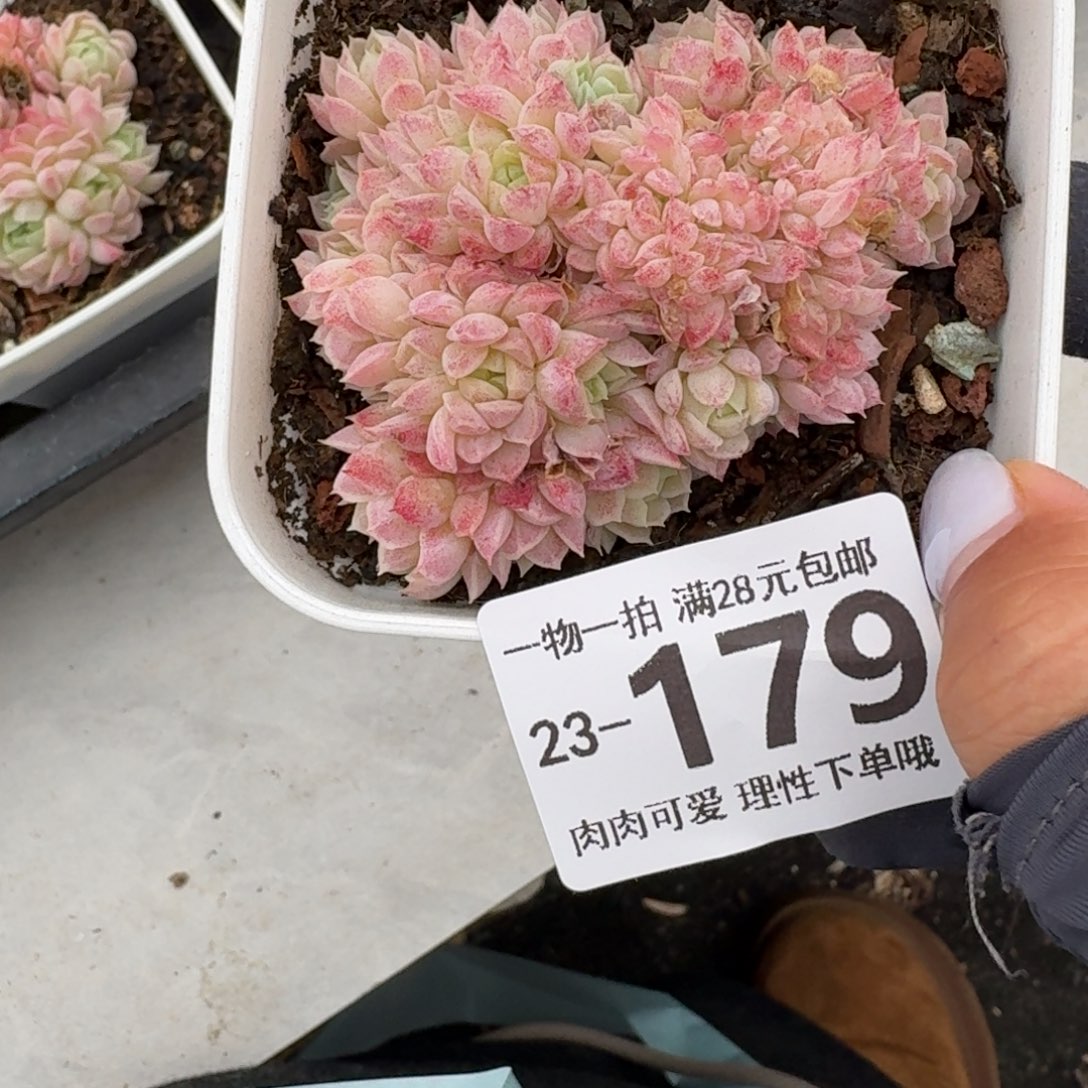 琦***琦羊脂球缀化无盆土发货
