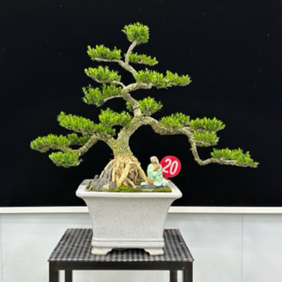 四季常青黄杨盆景雀舌皱皮造型绿植室内客厅植物