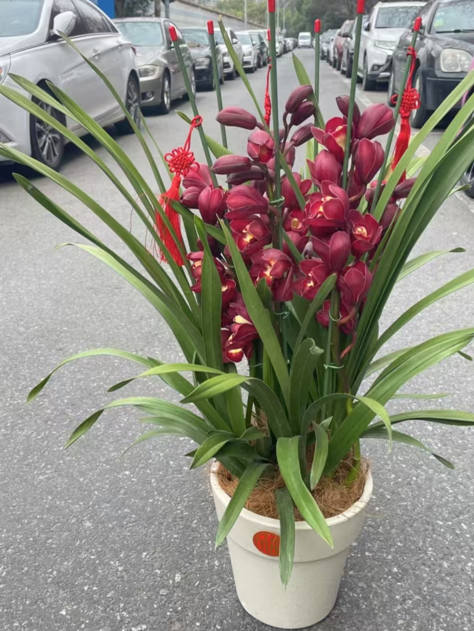 （大锤家的大红袍）大花惠兰年宵花室内外好养易活大花兰花盆栽