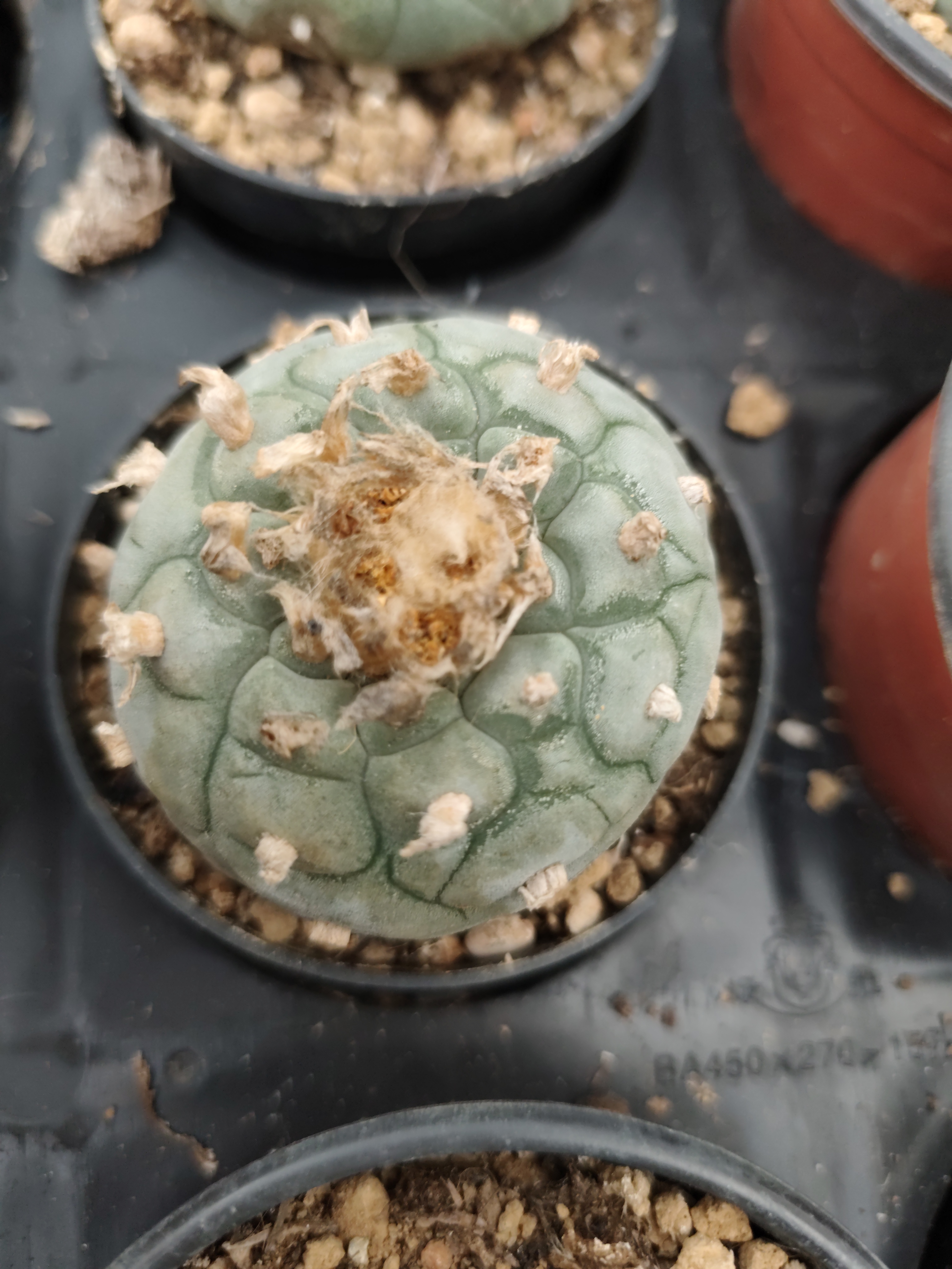 银冠玉 小Y银 （偏小尺寸）