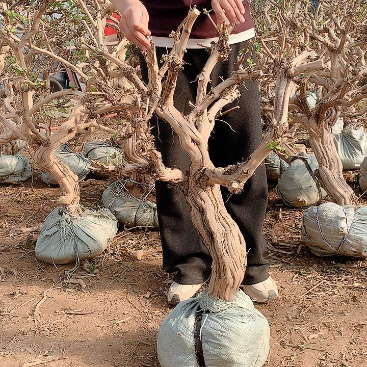 全部花朵金银花8888888