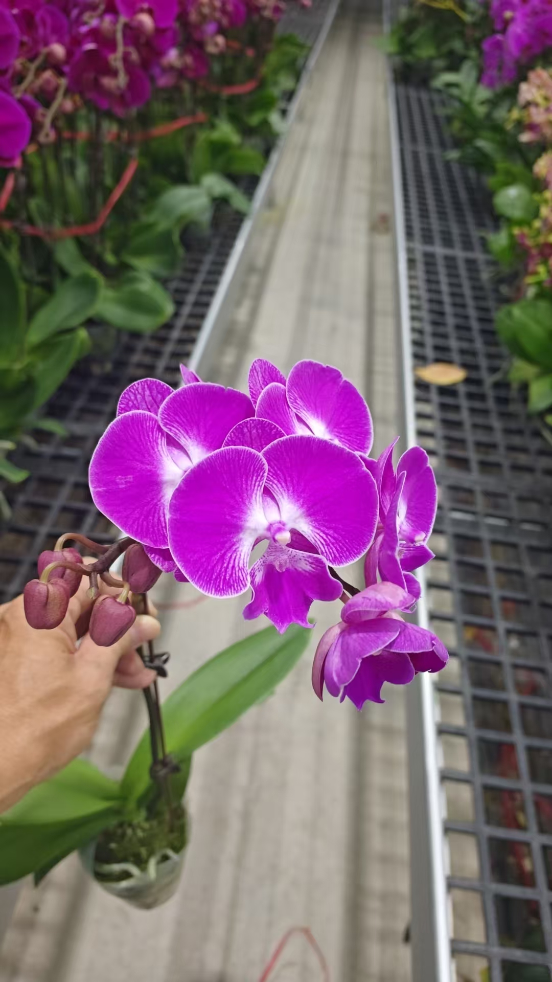 蝴蝶兰【梦莹】花苗盆栽带花剑花苞客厅室内四季好养观赏花卉