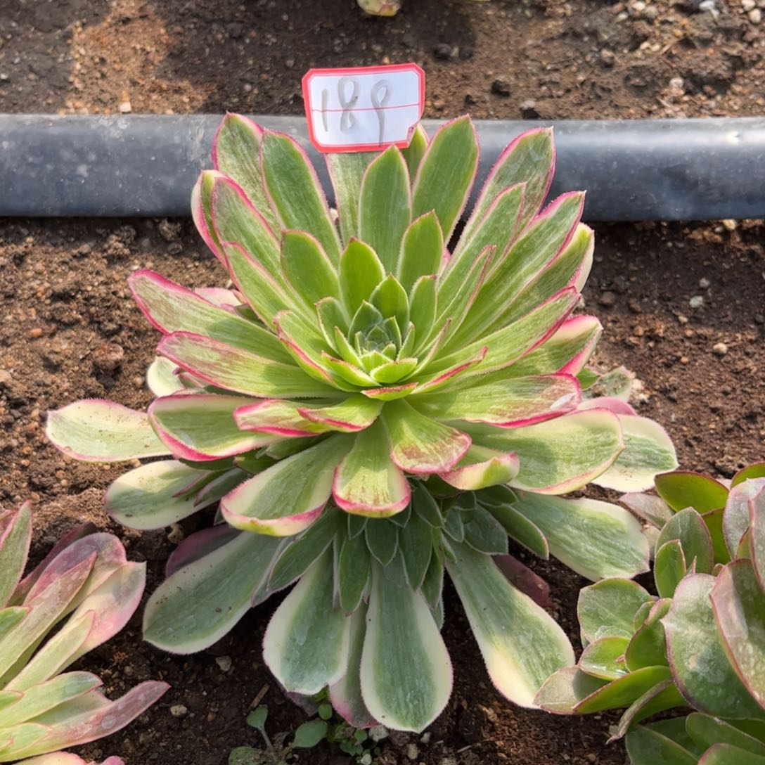 189多肉植物孔雀翎