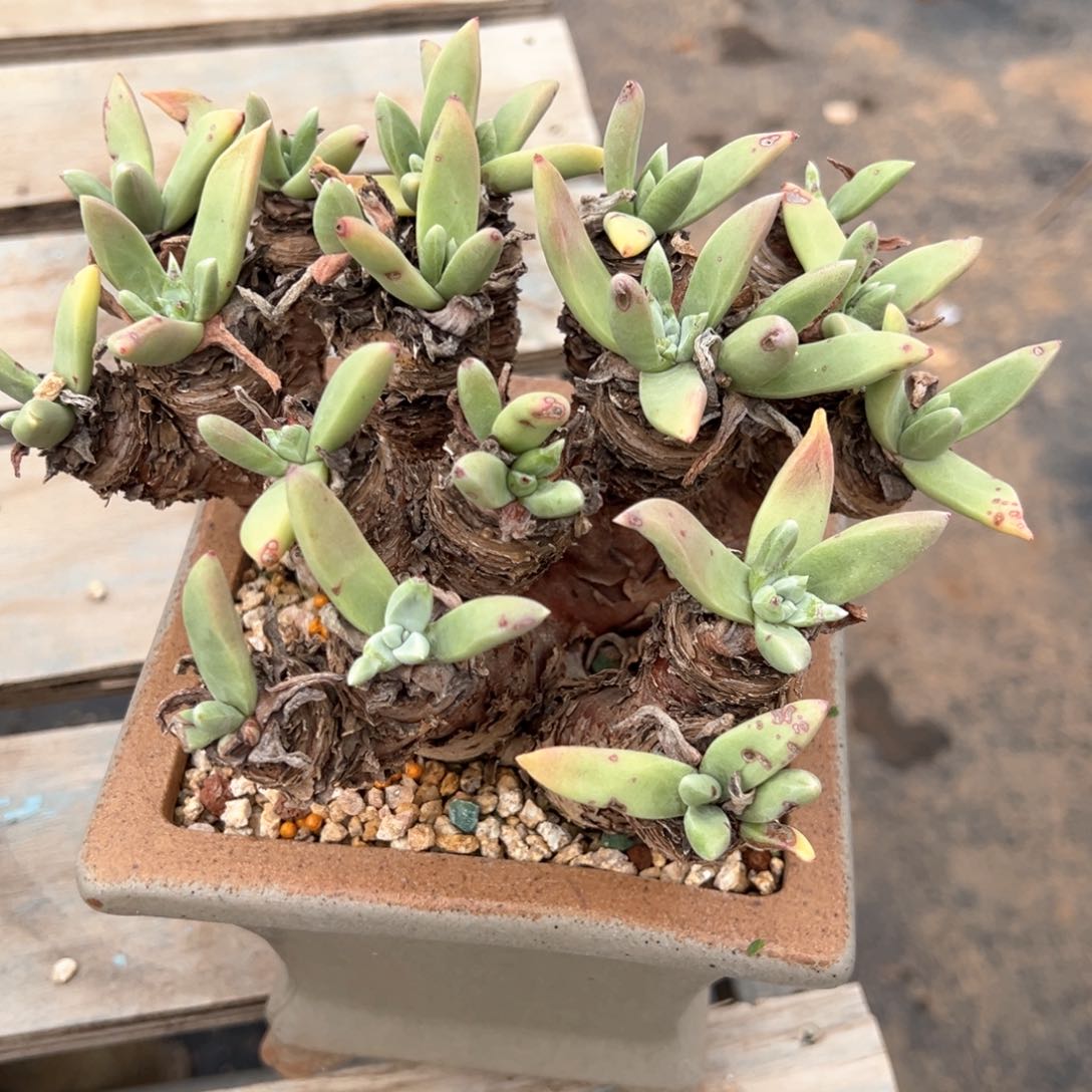 ?****?441哈哈哈哈哈哈哈哈