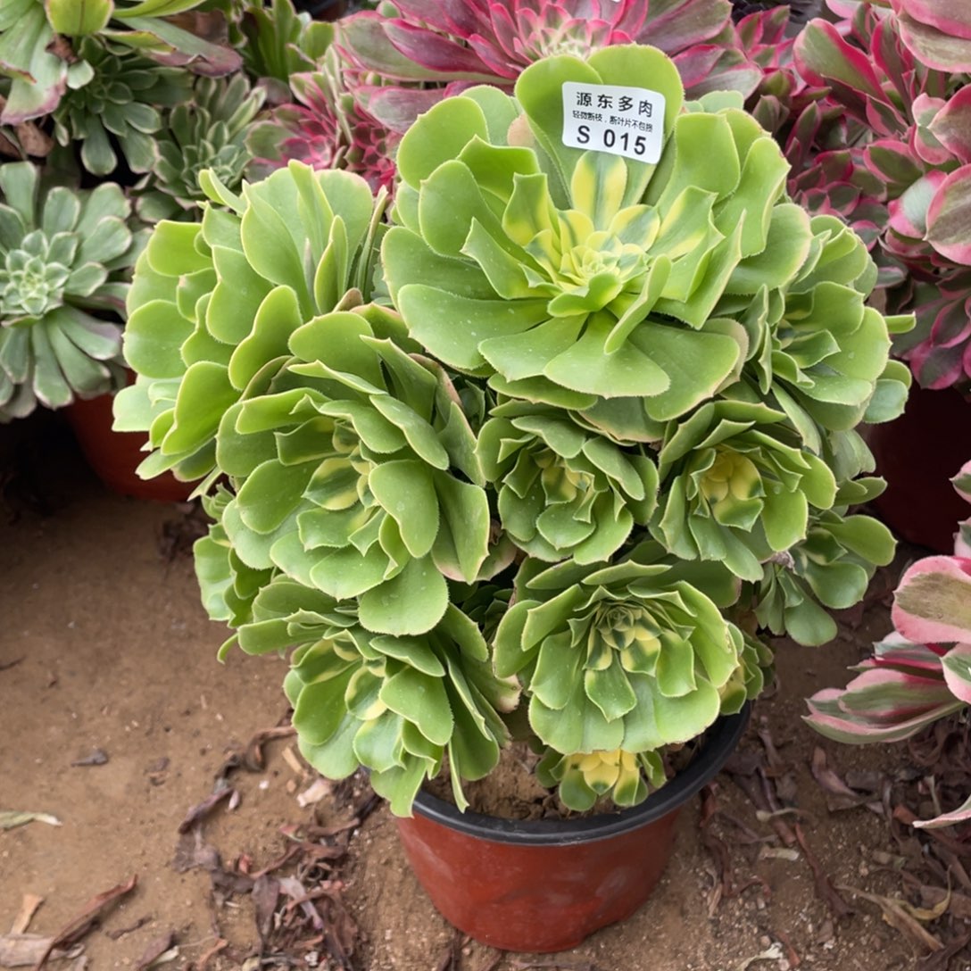 015辛尼亚多肉法师断枝不包