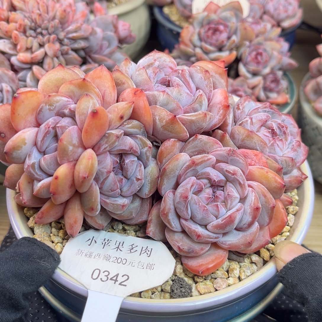 粉底紫心342/16cm7头