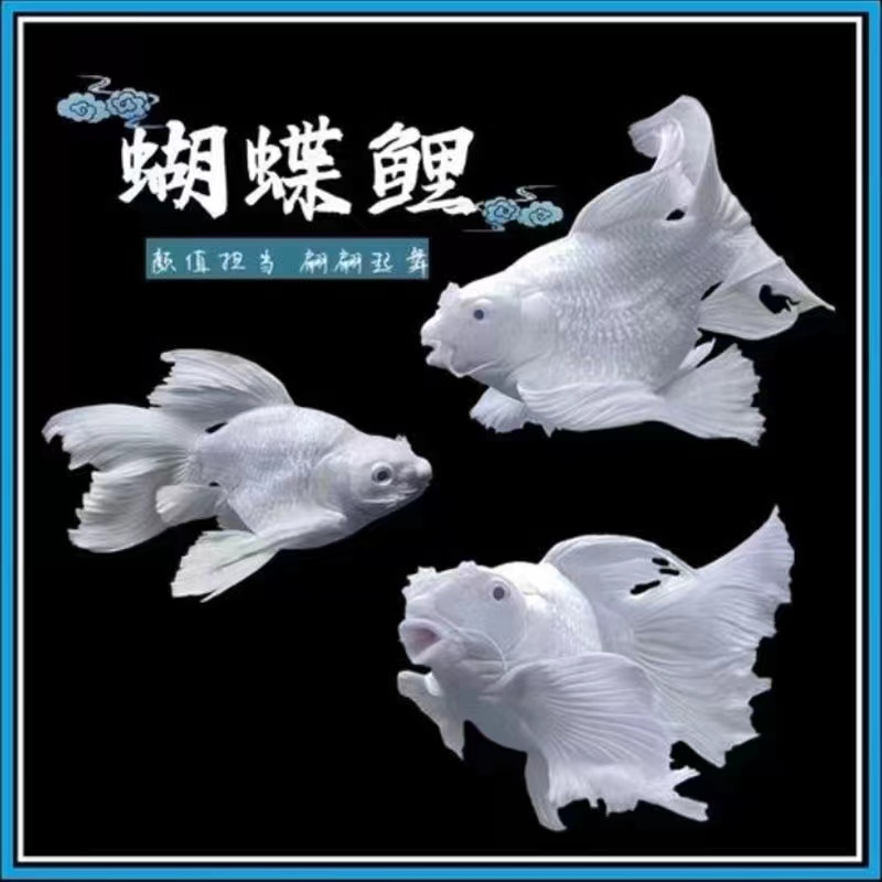 正宗台系狮子头蝴蝶鲤白短球耐寒好养观赏鱼
